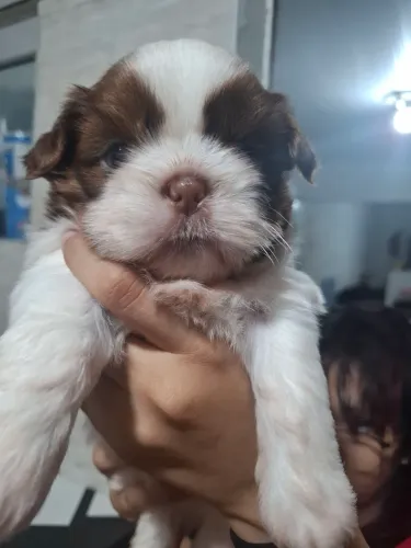 Filhote de shihtzu 