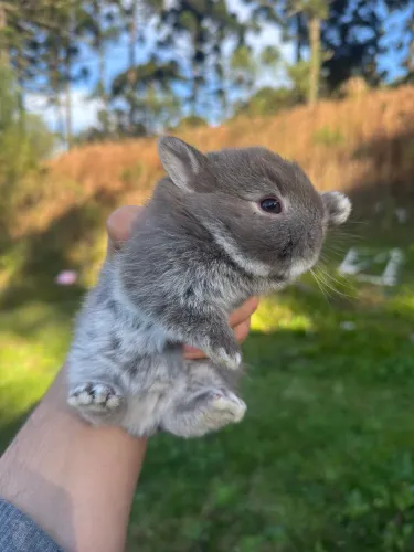 Mini coelhos 