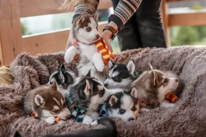 ? Seu Novo Husky Siberiano Está Aqui | Filhotes Disponíveis
