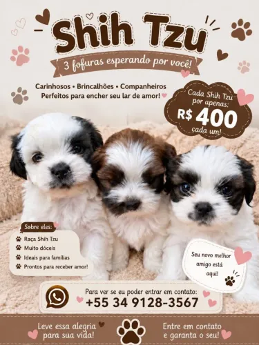 Vendo filhotes de shihtzu