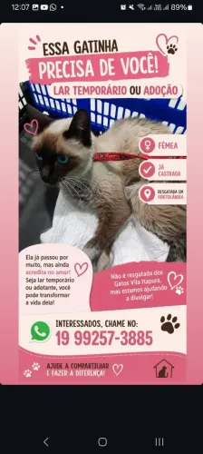 Doação: gata mansa e castrada