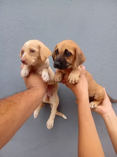 Mestiços de Teckel salsicha com poodle fêmeas.