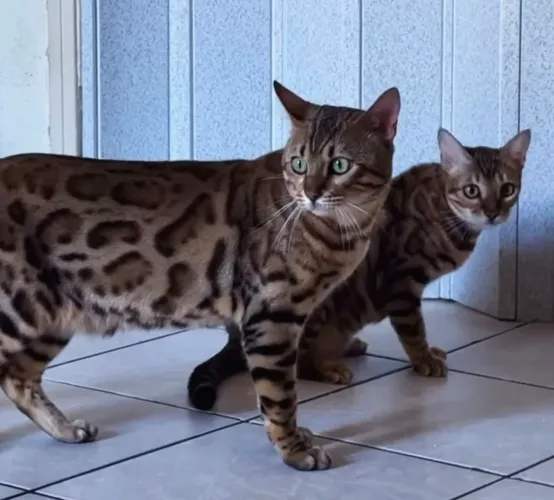 Vende-se Filhotes de Gatos Bengal
