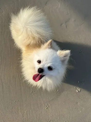 Vendo spitz fêmea 