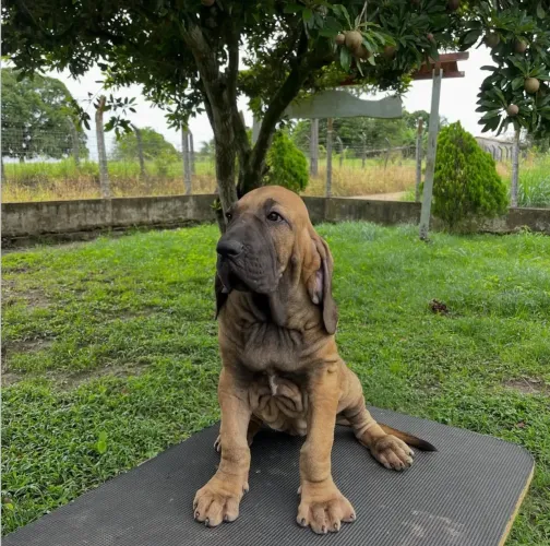 Vendo filhote de fila brasileiro