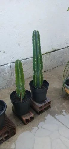 Planta suculenta, Cactos Mandacaru sem espinho