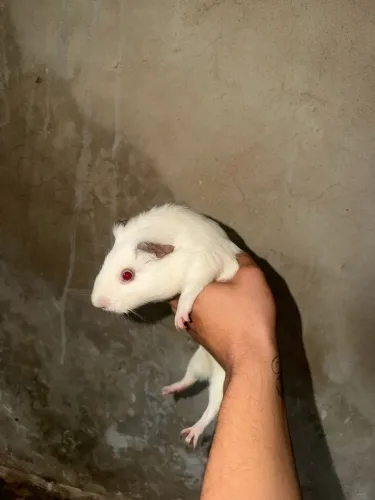 Vende_se mini coelho e pouquinho da índia