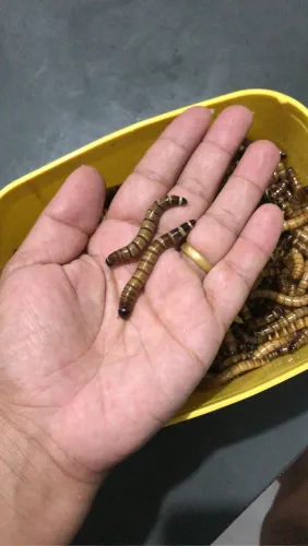 Tenebrio gigante e molitor