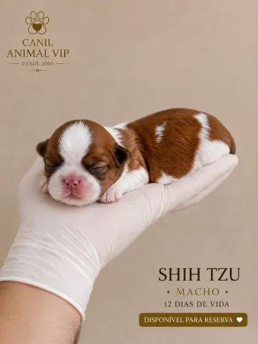 Shih Tzu filhote