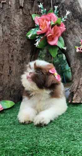 Linda BABY SHIH-TZU de OLHOS VERDES pelagem figado e fucinho marrom.