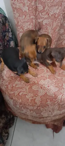 Pinscher com 68 dias vermifugado e vacinado machos e fêmeas