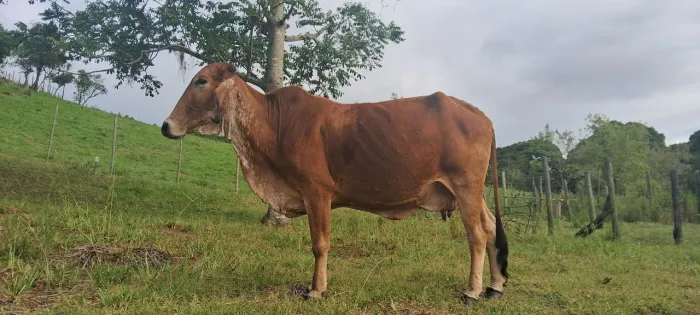 vaca gir prenha