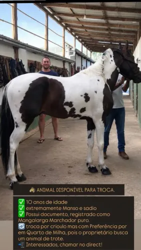 Mangalarga Marchador pampa de castanho