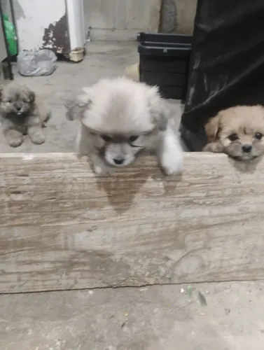 Vende-se cachorros Shitzu