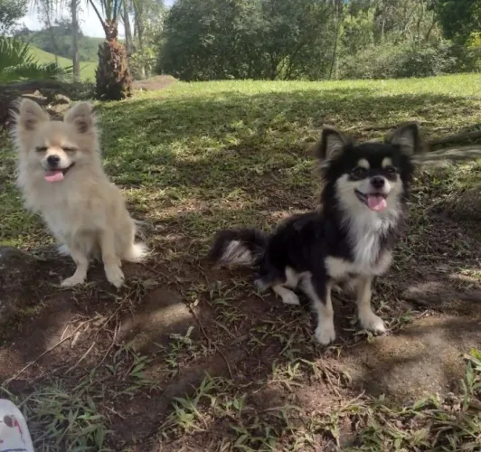 Chihuahuas Machinhos para cruzar!