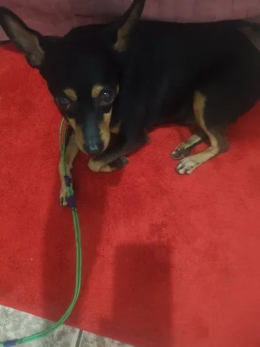 Vende-se cachorro Pincher n2