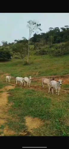 Bezerros nelorados