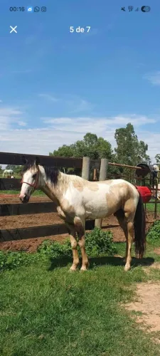 MANGALARGA PAMPA 