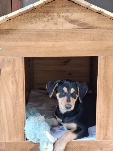 Casinha para Pet