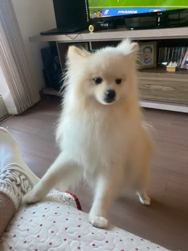 Spitz Alemão Macho Adulto