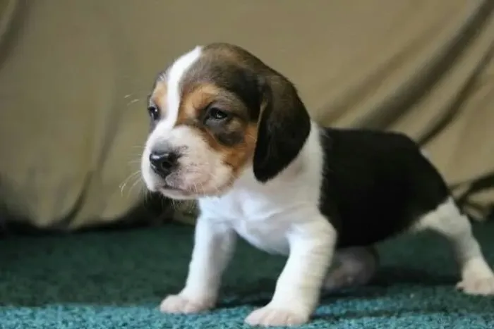 Filhotes De Beagle - Patinhas Que Fazem O Dia Melhor