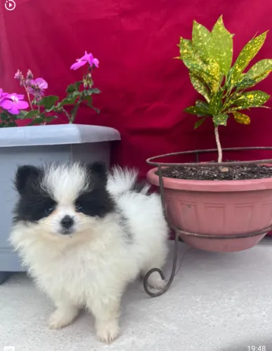 Spitz Alemão anão fêmea