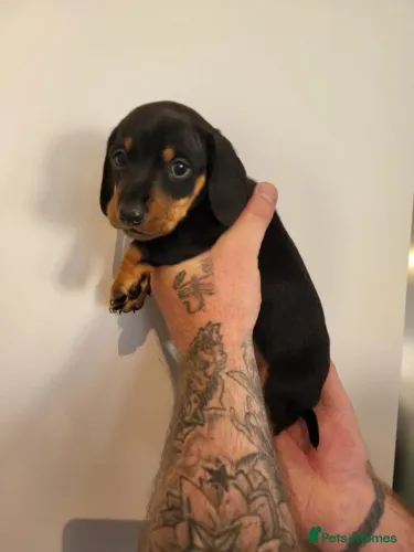 Cãozinho dachshund/teckel/basset/salsicha/cofap muito carinhoso e dócil