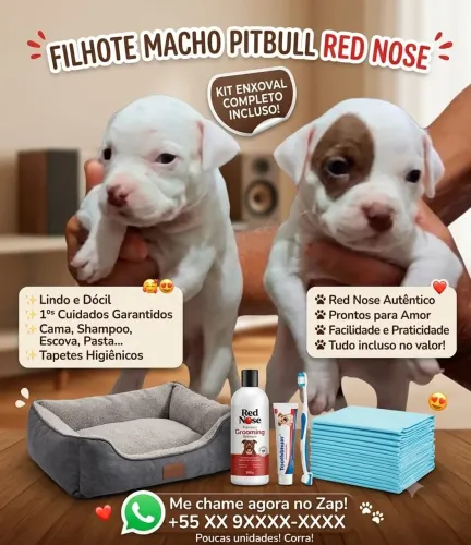 Filhote pitbull red nose puro