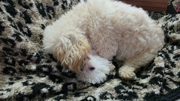 Poodle filhote