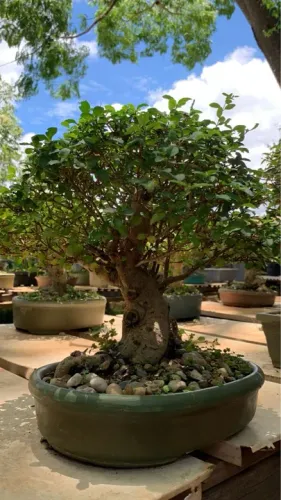 Bonsai de Ligustrum em Vaso de Cerâmica Sintética 