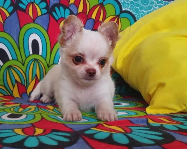 Chihuahua Creme Macho - Minúsculo, Fofo e Irresistível!