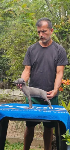 Excelente Galgo Italiano Macho