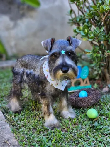 Schnauzer Miniatura | Canil Ale´s New World 