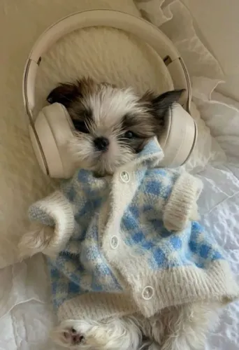 Shih Tzu para ouvir música com você 
