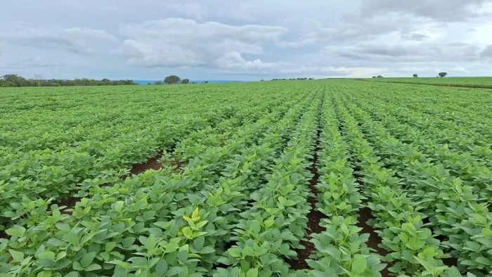 Fazenda de arrendamento 1.200 hec em planalto da serra MT.