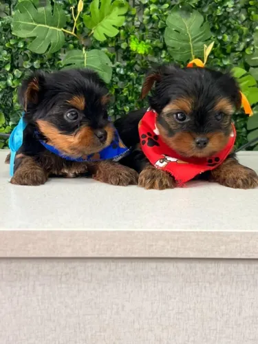 yorkshire terrier