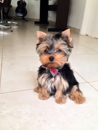Yorkshire Terrier filhote com gravata xadrez