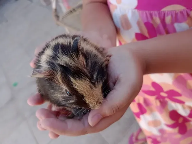 Porquinho da índia