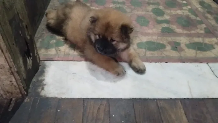 ? Chow Chow Machos - 2 Meses - Rio de Janeiro