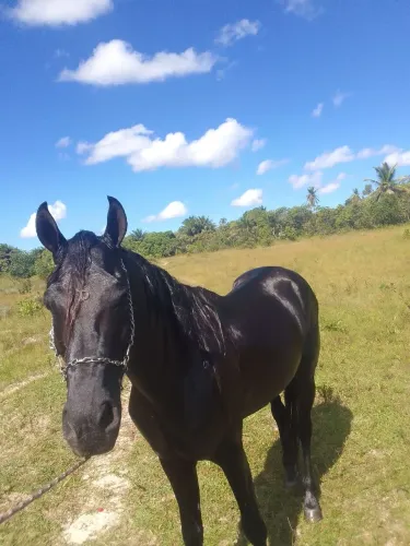 Cavalos pra vender 