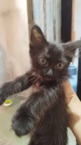 Gatos para doação urgente