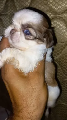 Vendo Shitzu machos e fêmea.