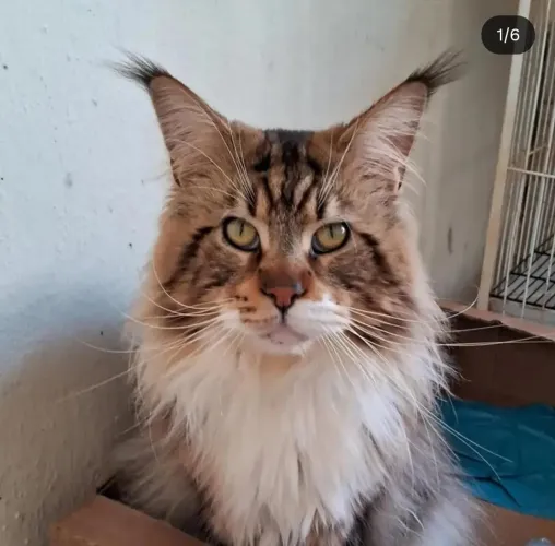 Baixamos o valor!!! Padreador maine Coon disponível pra venda!!!