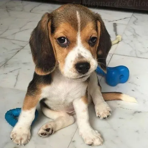 Beagle filhotes fofinhos