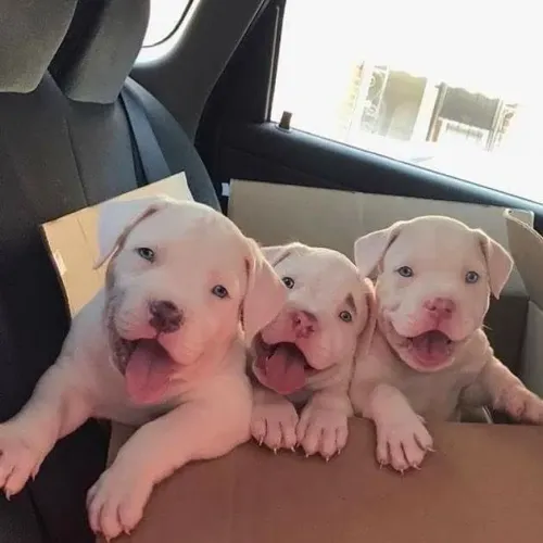 Filhote de cachorro Pitbull/ Pit Monster de olhos azuis