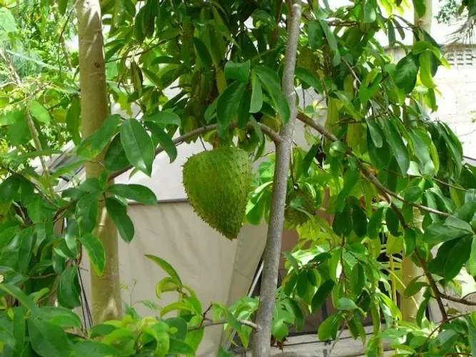 Vendo Mudas de Graviola Gigante - Guarulhos