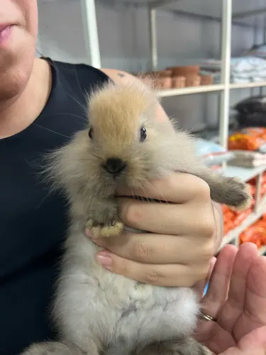 Vendo coelhos anões