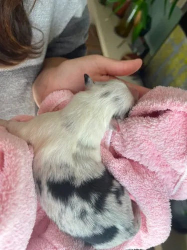 Vendo filhote Border collie puro