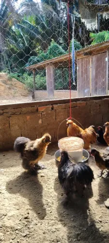 Galinhas sedosa 