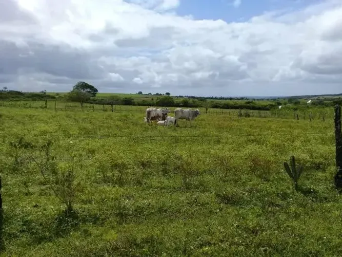 Fazenda com 320 hectares em lagoa de pedras